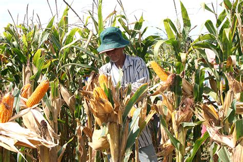 agricultural materials|DA releases atlas to guide farmers on corn production.